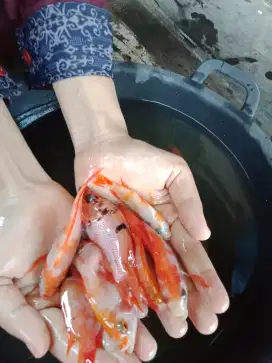 Bibit ikan nila merah sukabumi