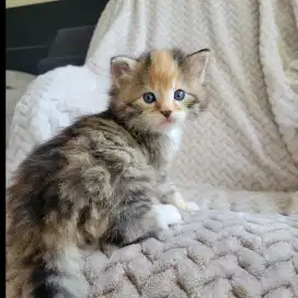 Kitten siberian pure ( breed ) pedigree