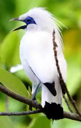 Terlaris Burung J.Bali Sertifikat Resmi Bisa Kirim Indonesia