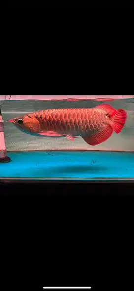 Ikan arwana super red sr size 48-50cm