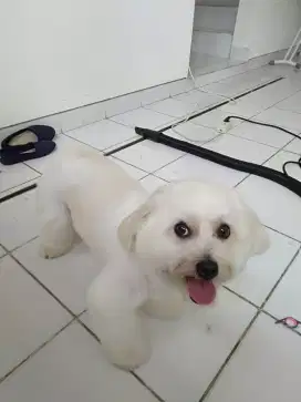 Termurah jasa grooming anjing kucing panggilan cukur mandi petshop