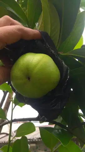 Pohon black sapote cangkokan murmer