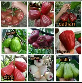 Pohon jambu air cingcalo madu Deli, kingrose, dahari, citra