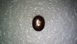 Batu Natural Star Ruby 4.60 Ct Mewah