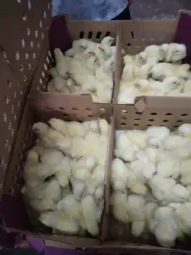 DOC Ayam potong/broiler