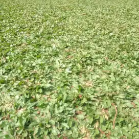 Rumput gajah mini jasa pembuatan taman