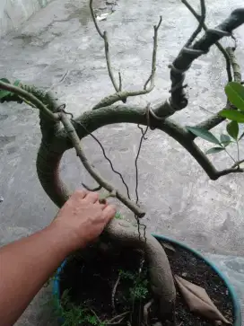 Tanaman bahan bonsai randu alas