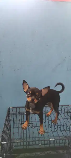 Anjing chihuahua siap adopt