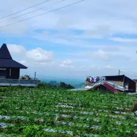 Tanah Tawangmangu Karanganyar view istimewa