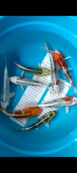 Koi murah asli Blitar