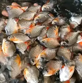 Bibit bawal ngorek daging