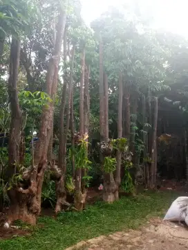 Pohon pule gruping