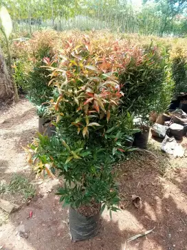 Pucuk merah tinggi 1 mtr