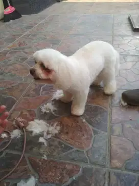 Termurah jasa grooming salon anjing kucing panggilan mandi groomer