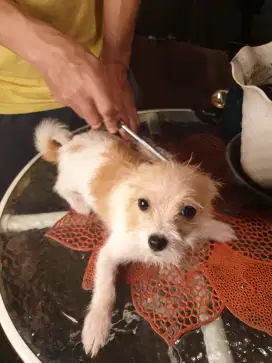 For sale dog ras