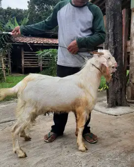 Jual Kambing Premium / Kambing Super / Kambing PE / Kambing Murah