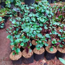 Jual tanaman herbal binahong merah