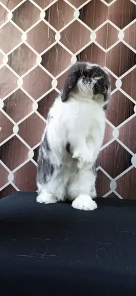 Kelinci holland lop jantan dewasa kualitas show broken blue