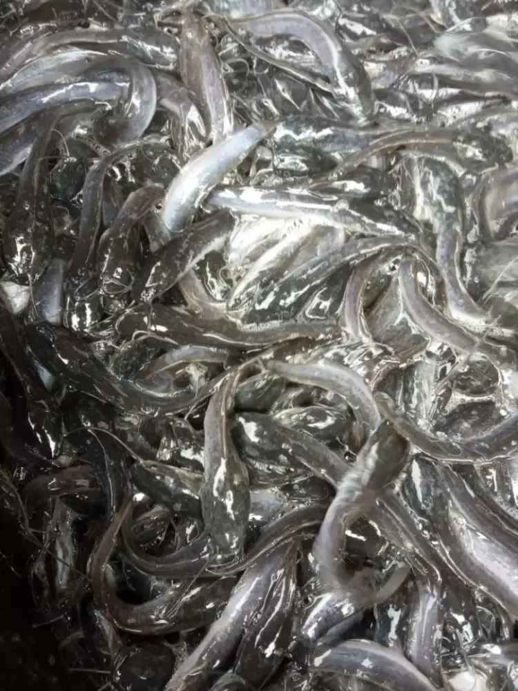 Jual bibit ikan lele ukuran 11-12