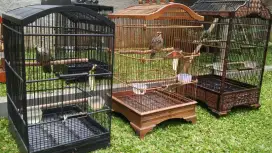 Burung cucak rawa sepasang , cucak rowo, cucakrawa