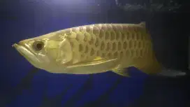 Arowana Golden Red murah