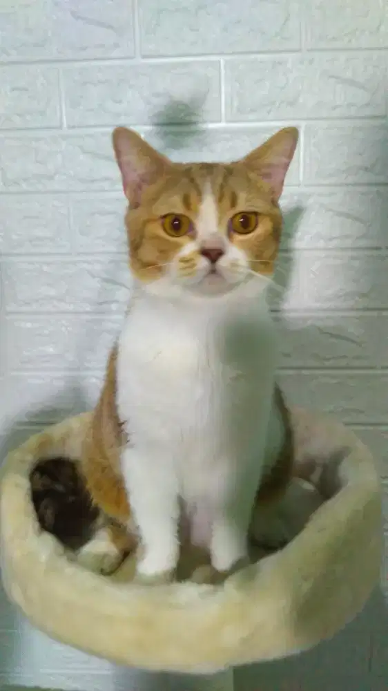 Grooming kucing panggilan