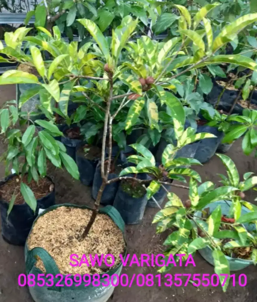 SAWO VARIGATA BERBUAH LEBAT