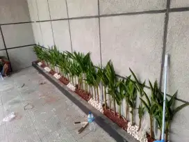Promo taman kering 10m persegi hanya 2jt
