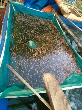 Jual Bibit Ikan Nila Merah Bogor Kota