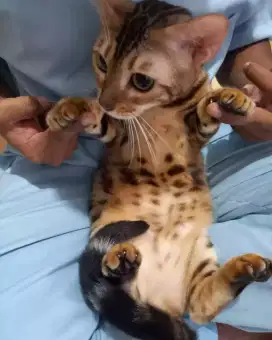 Grooming kucing dan anjing panggilan