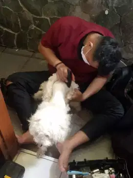 Salon Hewan ke rumah jasa grooming panggilan cukur dan mandi termurah