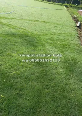 Harga Supplier Rumput Stadion Lapangan Zoysia Matrella Sumedang