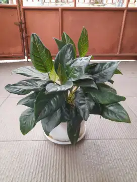 Aglonema, Anthurium, Keladi (Part 2)