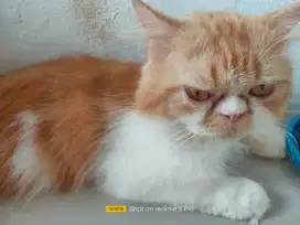 Jasa pacak kucing fleaknose longhair