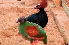 Burung puyuh Mahkota sepasang aviary mewah