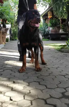 Pejantan Rottweiler