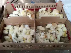 Doc ayam kampung petelur super/elba