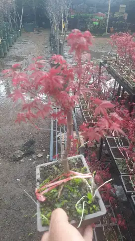 Pohon Maple jepang tinggi 35/45cm
