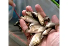 Bibit ikan mas super berkualitas