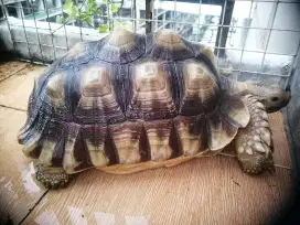 Dijual Sulcata 40cm apa adanya kondisi Sehat