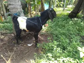 Kambing Kendit jantan 2 tahun