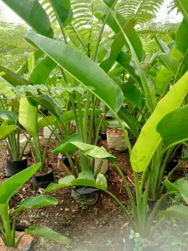 Jual pohon pisang kipas