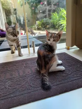 vaksin kucing kenjeran