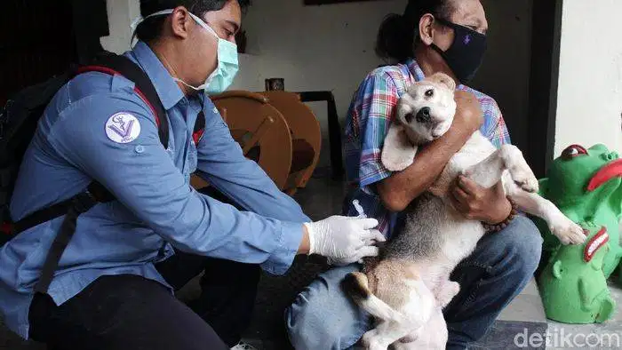 DOKTER HEWAN PANGGILAN, GROOMING, PENGOBATAN DAN VAKSINASI