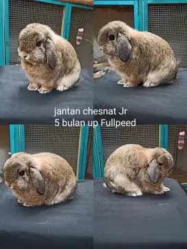 Kelinci holland lop jantan prospek ke kualitas brood / show