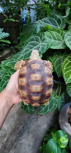 Kura sulcata 19cm