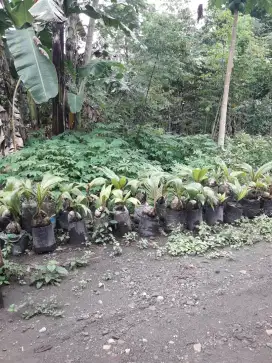 Tanaman Bonsai Kelapa