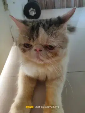 Jasa pacak kucing peakonse exo