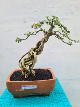 Bonsai Sakura Oke banget