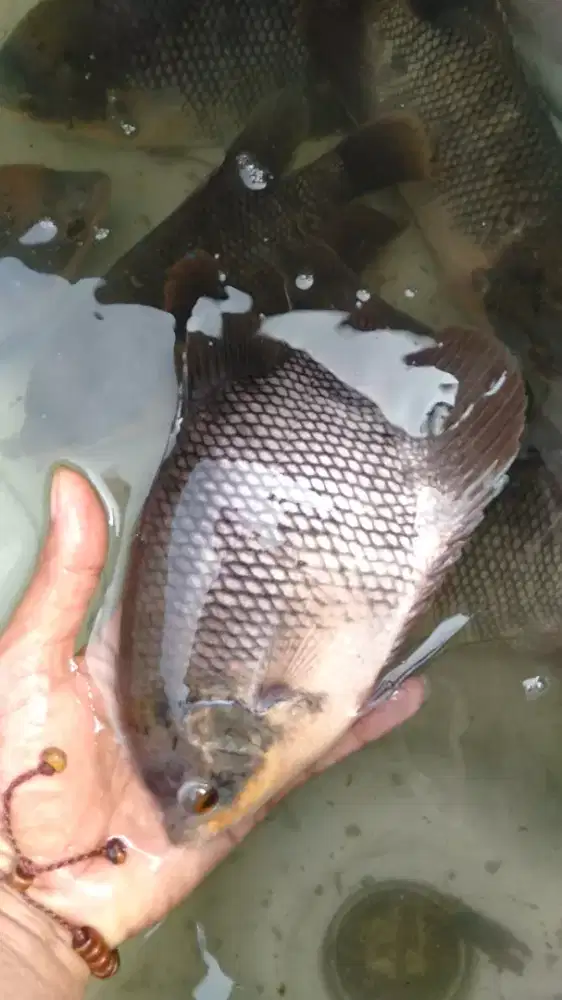 Bibit ikan gurame ukuran 4-5 jari